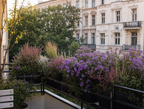 Berliner Balkon mit Blumenkästen voller violetter Astern, rosa Heidekraut und Ziergräsern, Altbaufassade im Hintergrund, spätsommerliches Licht